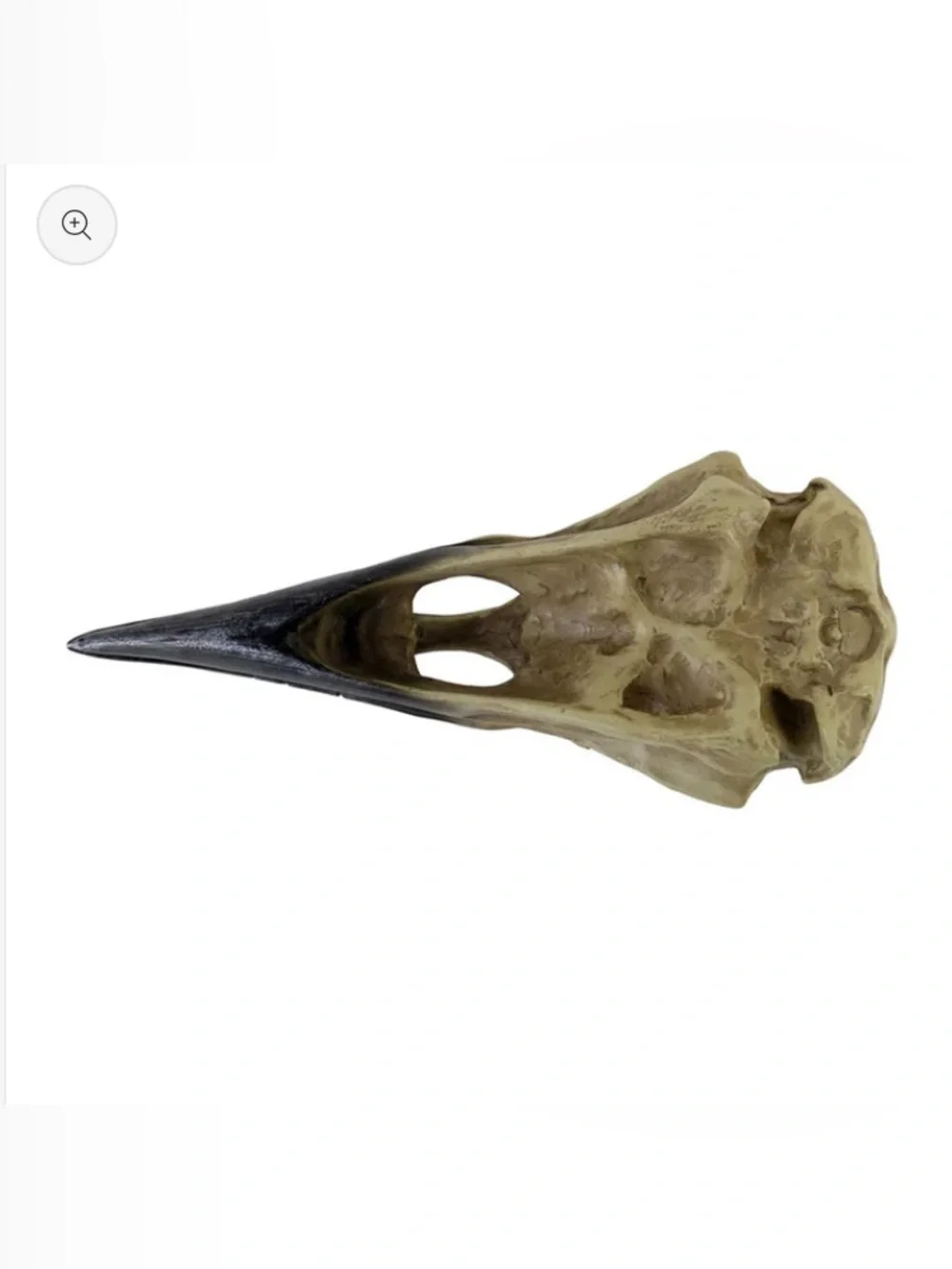 Alchemy Gothic Raven Skull Accent - Corvus Alchemica